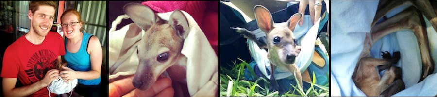 wallaby-joey-wildlife-experience-queensland-Nightfall-camp