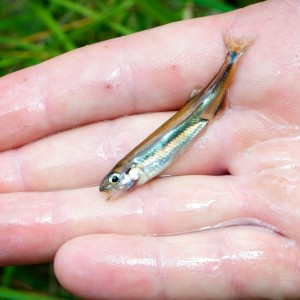 Australian-smelt-christmas-creek-lamington-np-scenic-rim