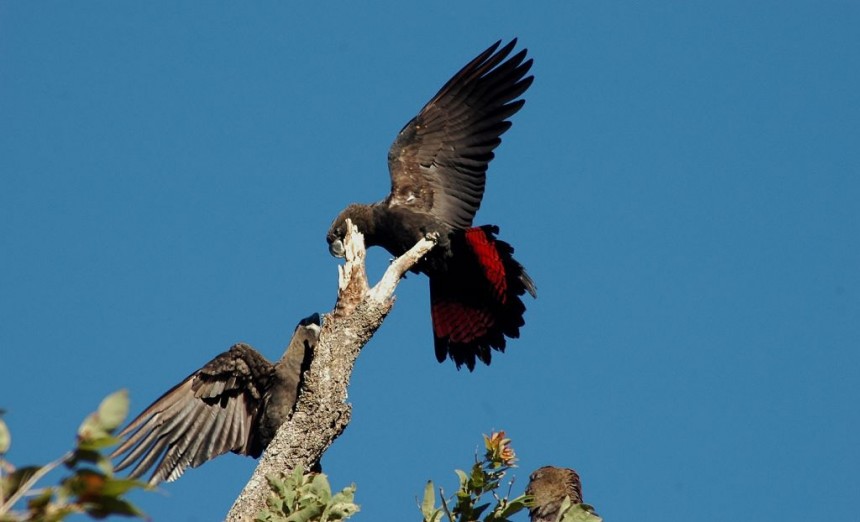 glossy-black-cockatoo-lamington-national-park-christmas-creek