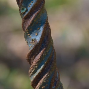 glycerine-scarred-sapling