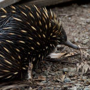 echidna-wildlife-Nightfall-camp-luxury-tent-glamping-queensland-australia