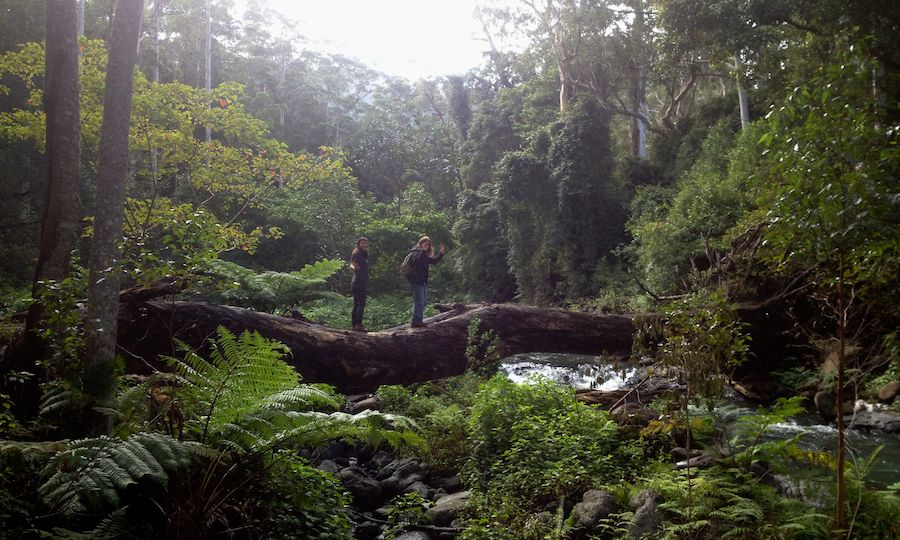 walking-lamington-national-park-christmas-creek