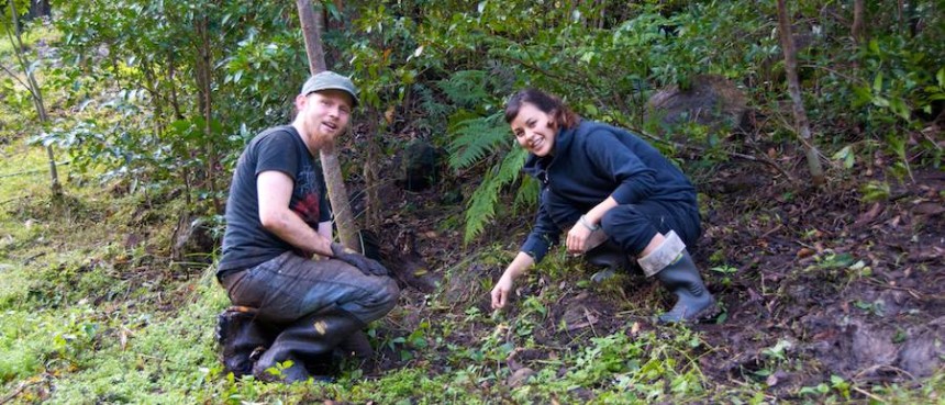 Lost-World-bush-regeneration 