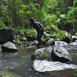 bushalk-lamington-national-park-Christmas-Creek bushalk-lamington-national-park-Christmas-Creek