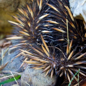 echidna-Nightfall-camp-scenic-rim-accommodation