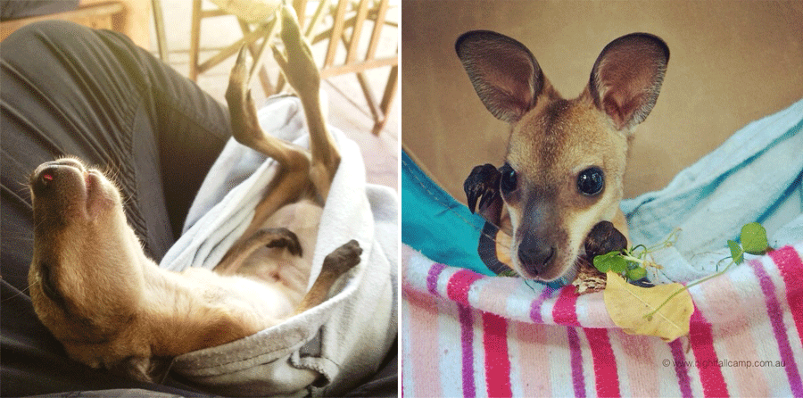 wallaby-joey-wildlife-glamping-queensland
