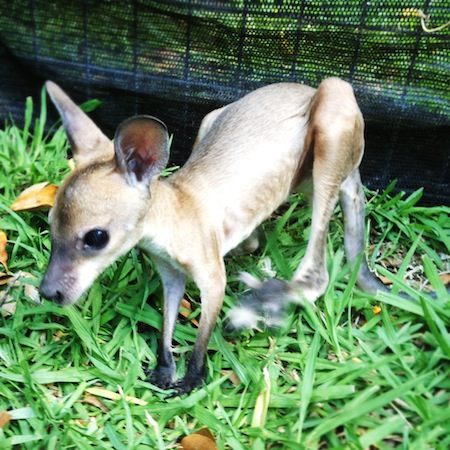 australian-wildlife-wallaby-joey-wilderness-experience-queensland