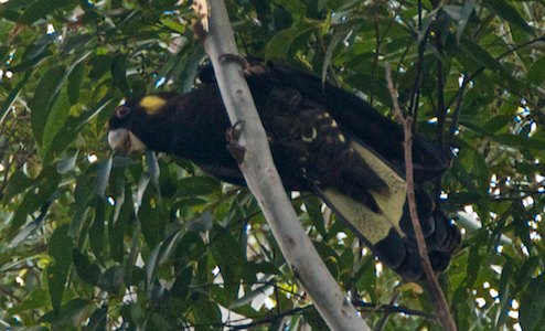 yellow-tail-cockatoo, feeding at Nightfall wilderness camp, Queensland - 2013-05-16 at 15-41-13