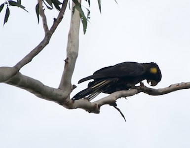 yellow-tail cockatoo, feeding on flooded gums @Nightfall wilderness camp - 2013-05-16 at 15-22-07