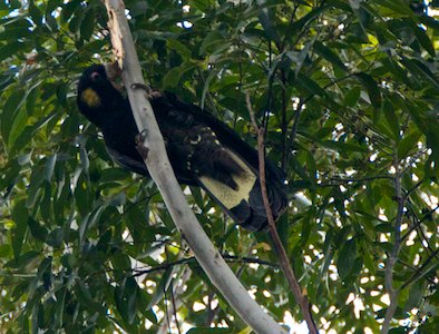 yellow-tail cockatoo, feeding on flooded gums @Nightfall wilderness camp - 2013-05-16 at 15-41-17